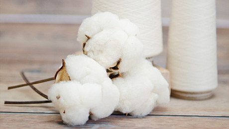 Cotton Fiber